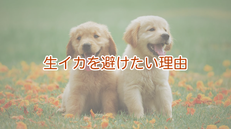 生イカを避けたい理由