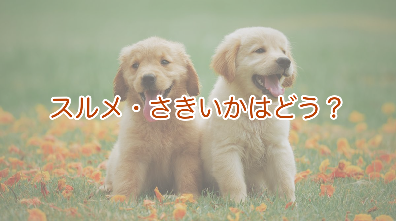 スルメ・さきいかはどう？