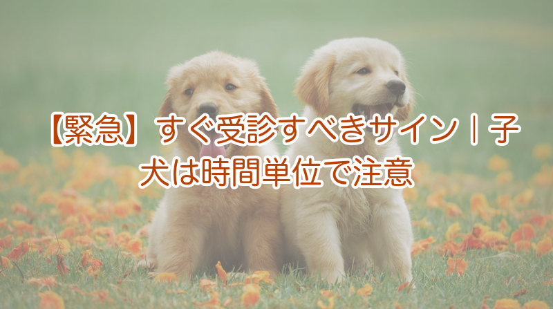【緊急】すぐ受診すべきサイン｜子犬は時間単位で注意