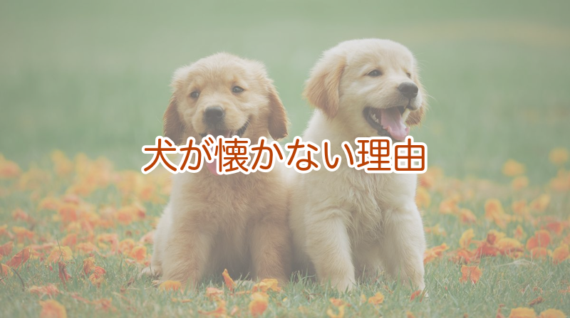犬が懐かない理由