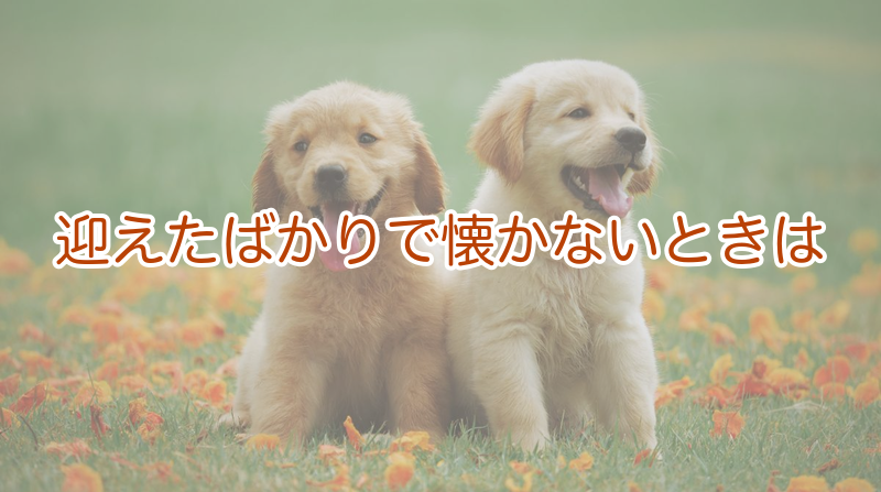 迎えたばかりで懐かないときは