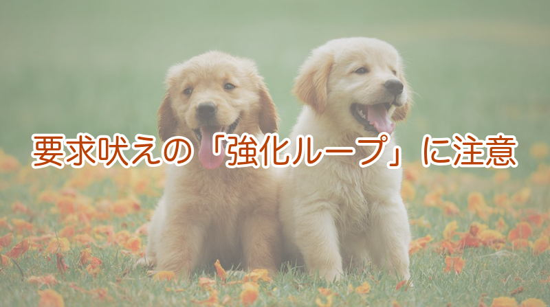 要求吠えの「強化ループ」に注意