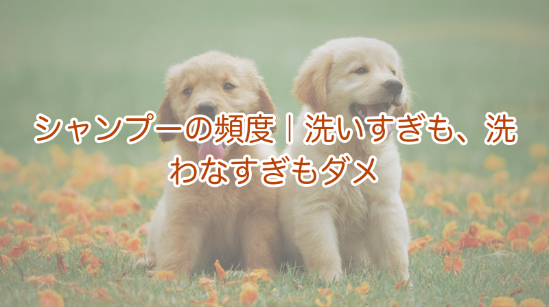 犬のシャンプーの頻度｜洗いすぎも洗わなすぎもダメ