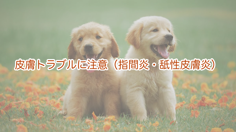 皮膚トラブルに注意（指間炎・舐性皮膚炎）