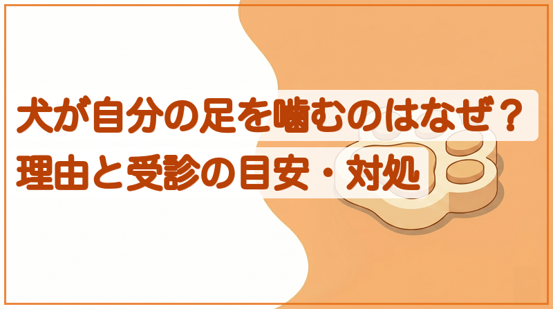 犬が自分の足を噛むのはなぜ？理由と受診の目安・対処をイメージできる記事のメイン画像