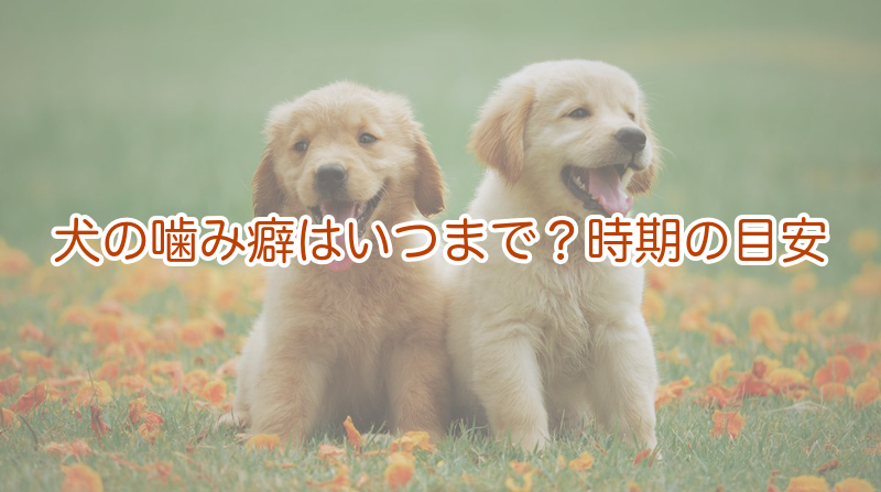 犬の噛み癖はいつまで？時期の目安