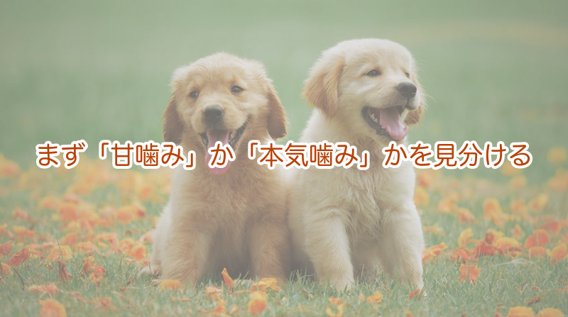 まず「甘噛み」か「本気噛み」かを見分ける