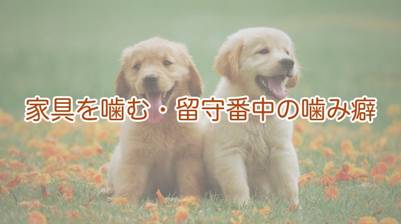 家具を噛む・留守番中の噛み癖