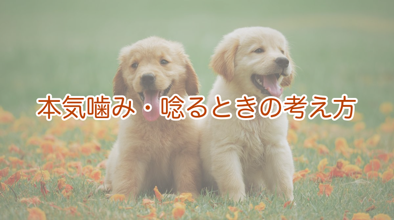 本気噛み・唸るときの考え方