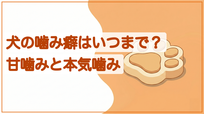 犬の噛み癖はいつまで？甘噛みと本気噛みの見分け方・直し方をイメージできる記事のメイン画像