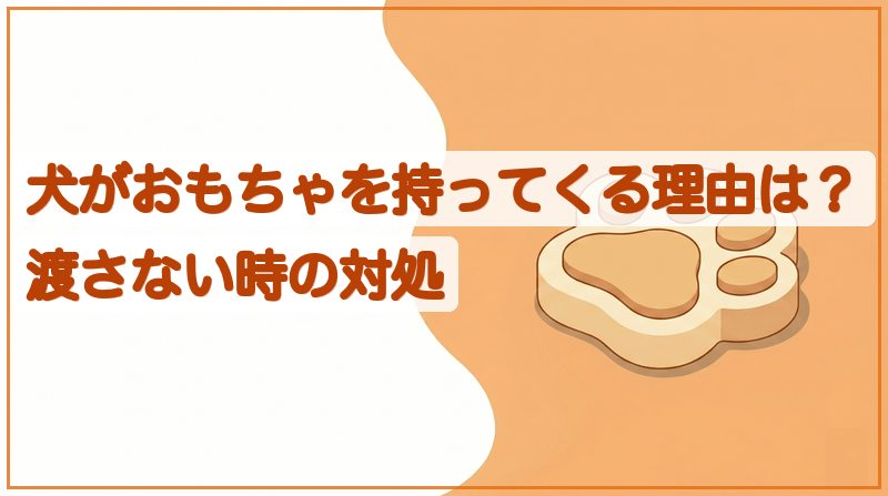 犬がおもちゃを持ってくる理由は？渡さない時の対処をイメージできる記事のメイン画像