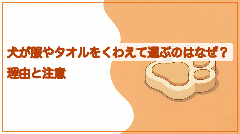 犬が服やタオルをくわえて運ぶのはなぜ？理由と注意をイメージできる記事のメイン画像