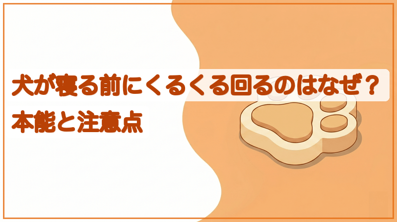 犬が寝る前にくるくる回るのはなぜ？本能と注意点をイメージできる記事のメイン画像