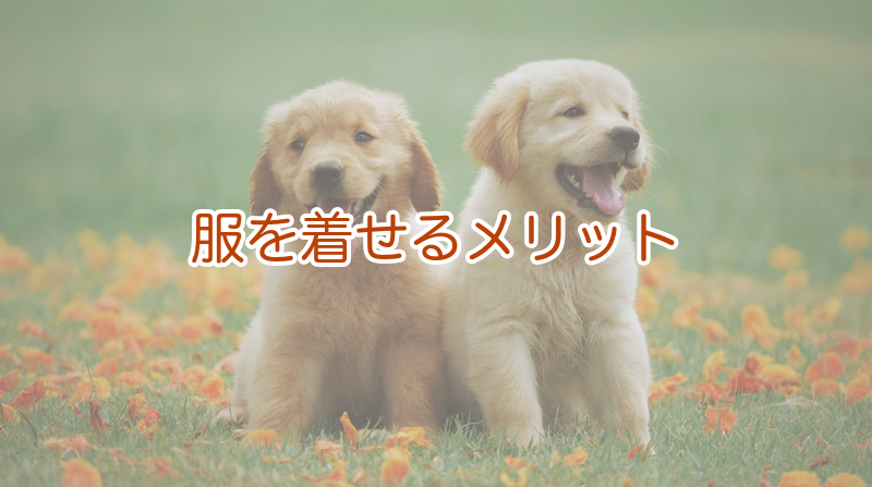 服を着せるメリット