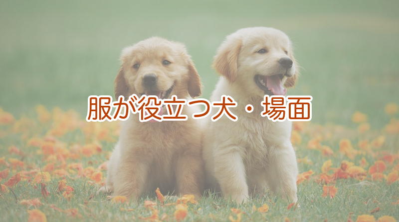 服が役立つ犬・場面