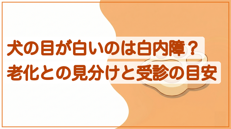 犬の目が白いのは白内障？老化との見分けと受診の目安をイメージできる記事のメイン画像