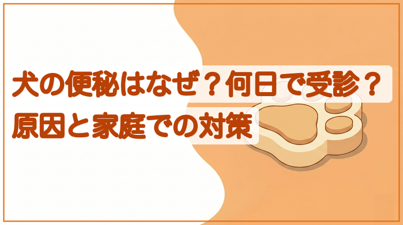 犬の便秘で受診すべきサインは？原因と家庭でできる対処をイメージできる記事のメイン画像