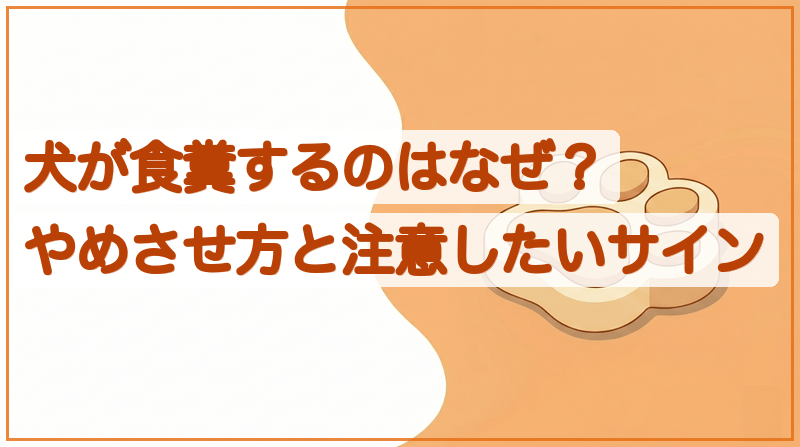 犬がうんちを食べるのはなぜ？食糞の原因とやめさせ方をイメージできる記事のメイン画像