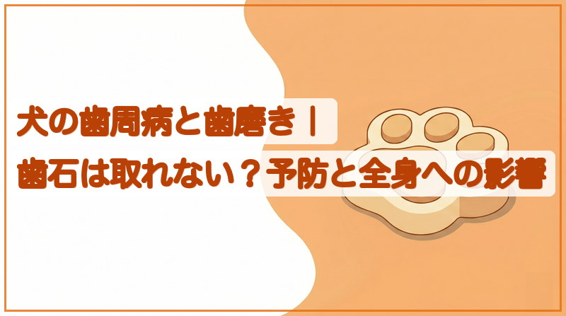 犬の歯周病と歯磨き｜歯石は取れない？予防と全身への影響をイメージできる記事のメイン画像