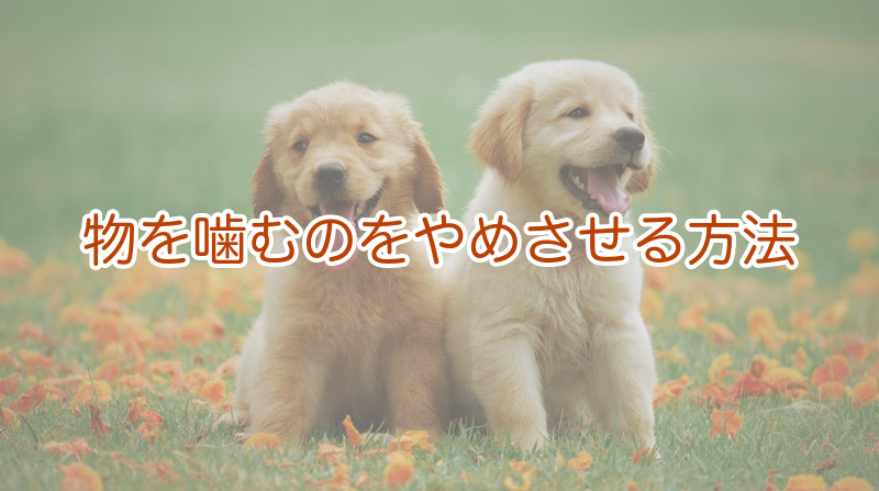物を噛むのをやめさせる方法