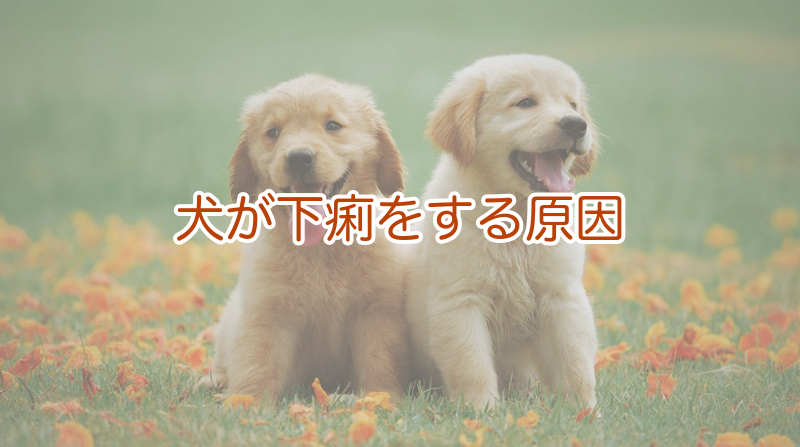 犬の下痢はどこまで様子見？緊急度の見分け方