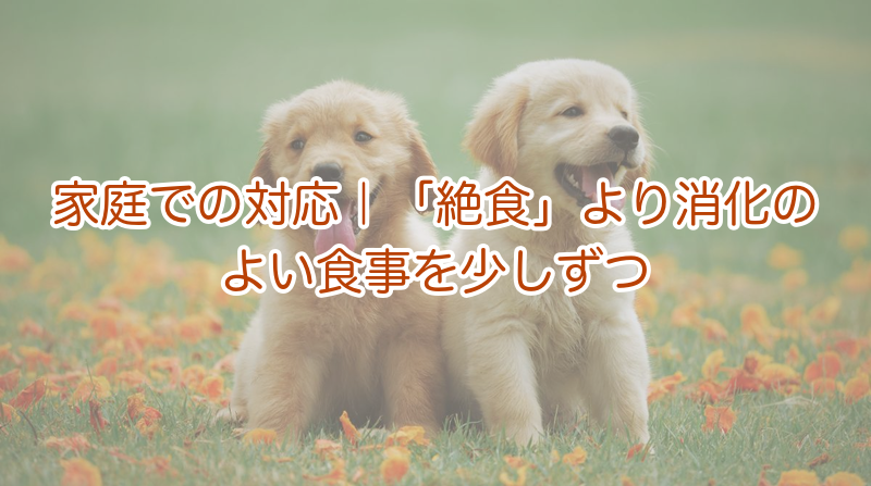 【緊急】子犬の下痢と、脱水チェック