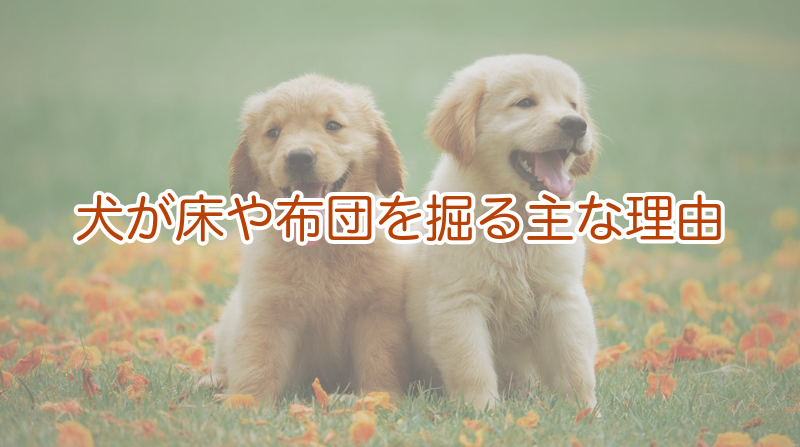 犬が床や布団を掘る主な理由