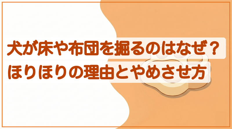犬が床や布団を掘るのはなぜ？ほりほりの理由とやめさせ方をイメージできる記事のメイン画像