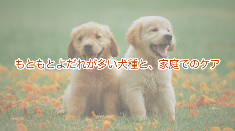 もともとよだれが多い犬種と、家庭でのケア