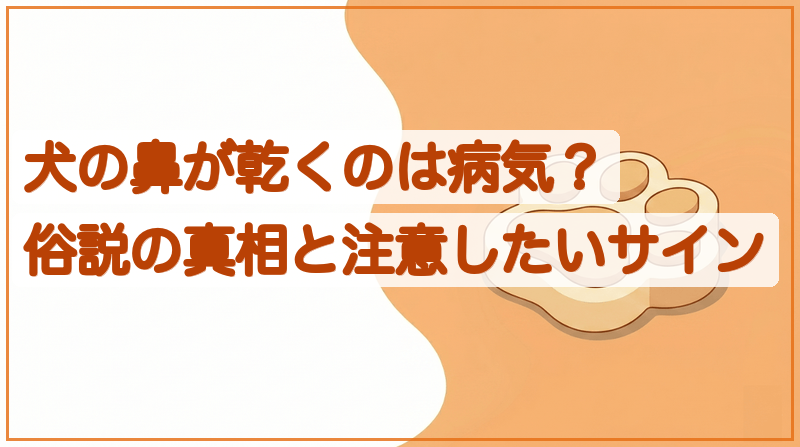 犬の鼻が乾くのは病気？俗説の真相と注意したいサインをイメージできる記事のメイン画像