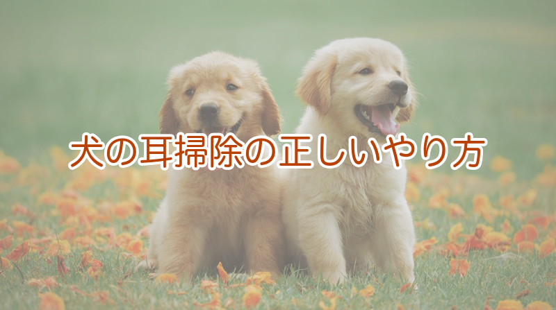 犬の耳掃除の正しいやり方の手順