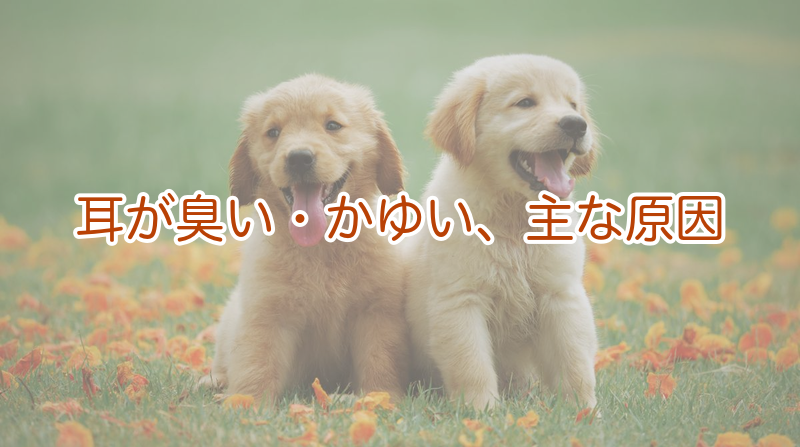 耳が臭い・かゆい、外耳炎など主な原因