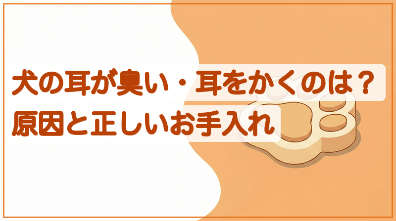 犬の耳が臭い・耳をかくのはなぜ？原因と正しいお手入れをイメージできる記事のメイン画像