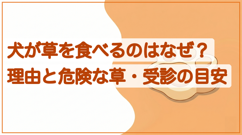犬が草を食べるのはなぜ？理由と危険な草・受診の目安をイメージできる記事のメイン画像