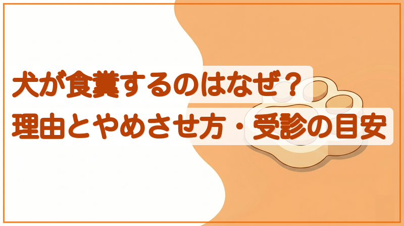 犬が食糞するのはなぜ？理由とやめさせ方・受診の目安をイメージできる記事のメイン画像