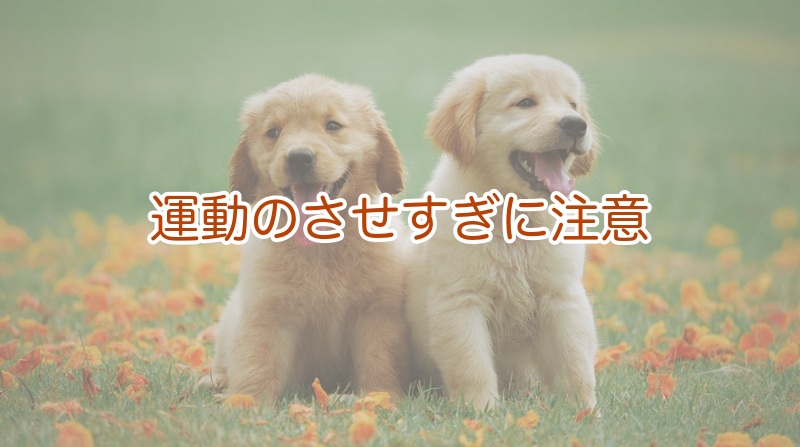 運動のさせすぎに注意