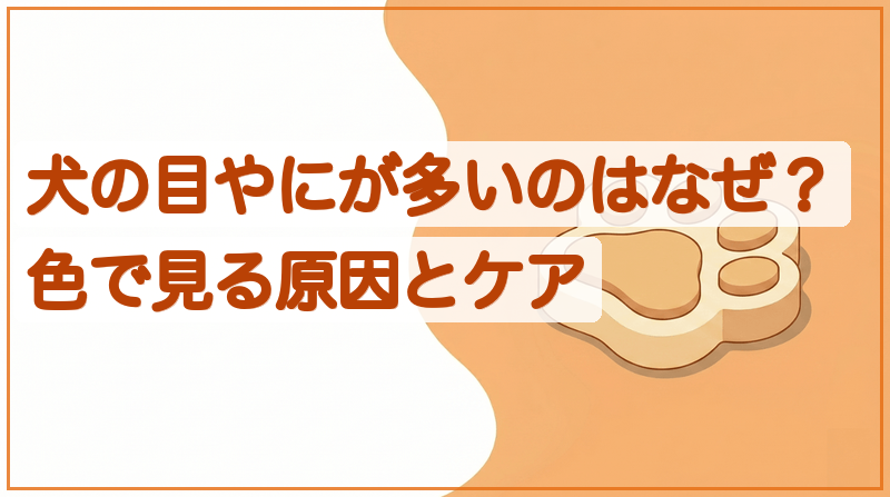 犬の目やにが多いのは病気？色でわかる見分けと受診の目安をイメージできる記事のメイン画像