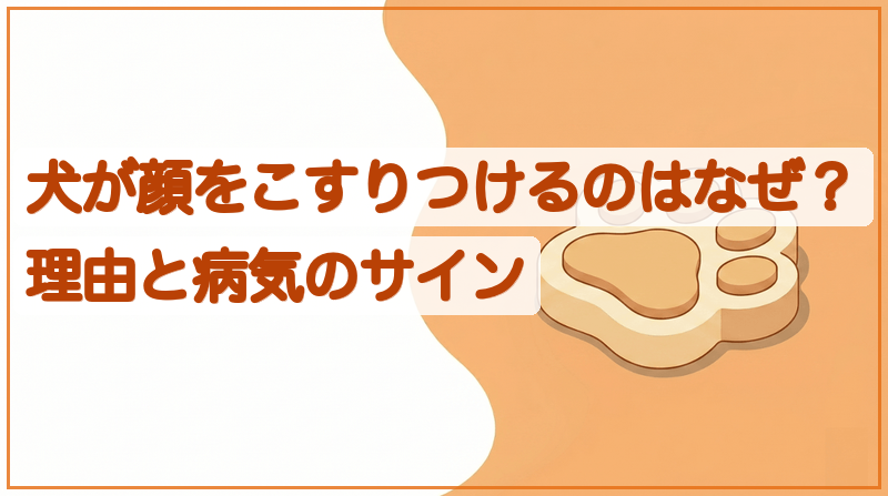 犬が顔をこすりつけるのはなぜ？理由と病気のサインをイメージできる記事のメイン画像