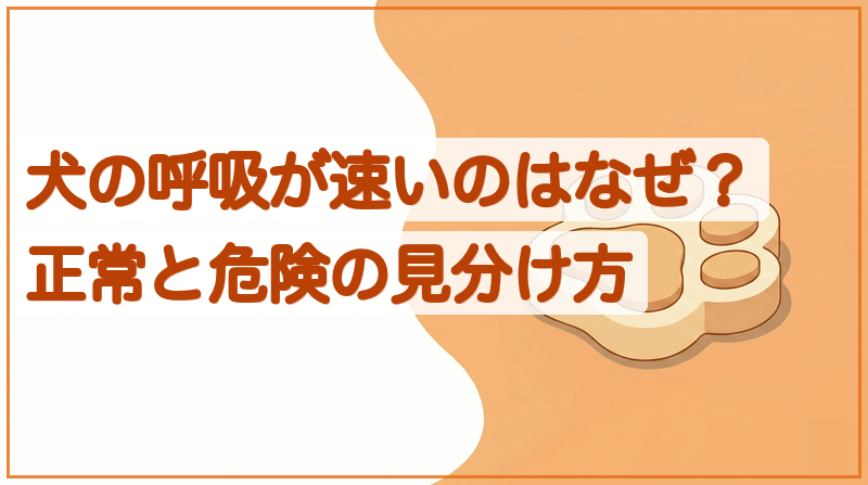 犬の呼吸が速いのはなぜ？正常と危険の見分け方をイメージできる記事のメイン画像
