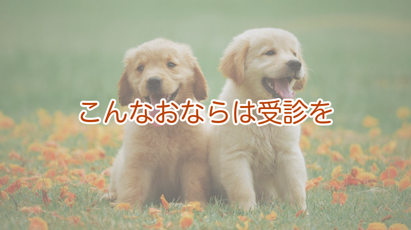 【注意】受診を考えるサインと、大型犬の緊急