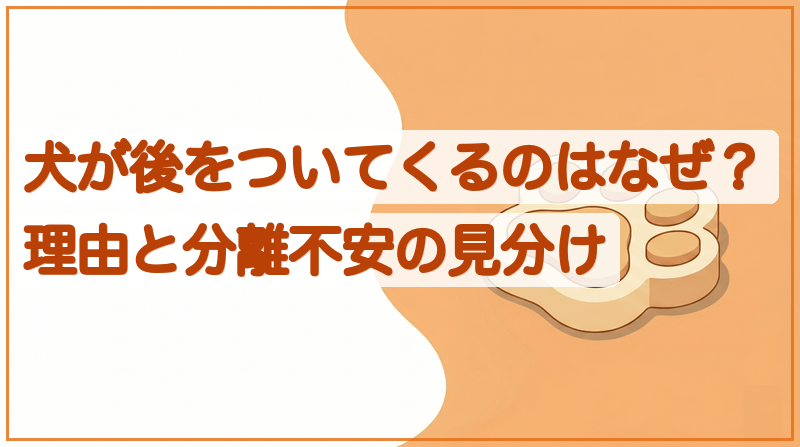 犬が後をついてくるのはなぜ？理由と分離不安の見分けをイメージできる記事のメイン画像