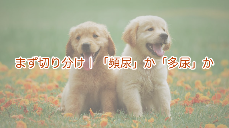 おしっこの回数｜「頻尿」か「多尿」かの切り分け