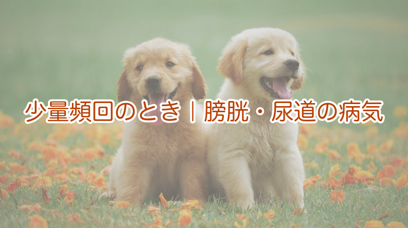 少量頻回のとき｜膀胱・尿道の病気