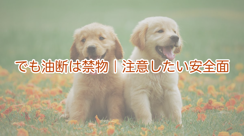 でも油断は禁物｜注意したい安全面