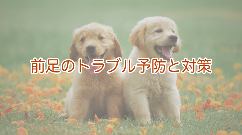 前足のトラブル予防と対策