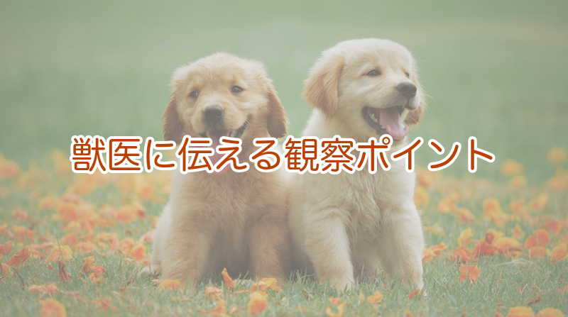 獣医に伝える観察ポイント