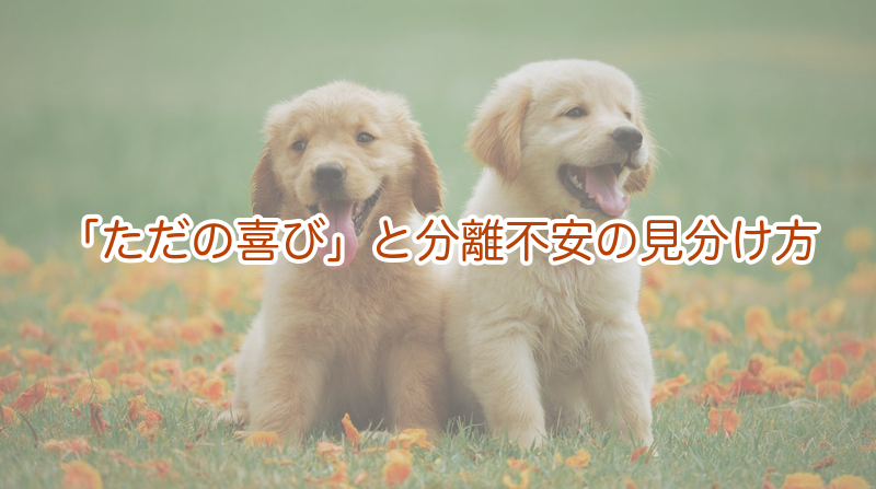 「ただの喜び」と分離不安の見分け方
