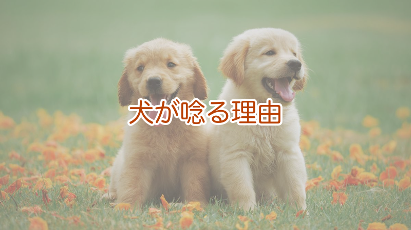 犬が唸る理由とこめられた気持ち