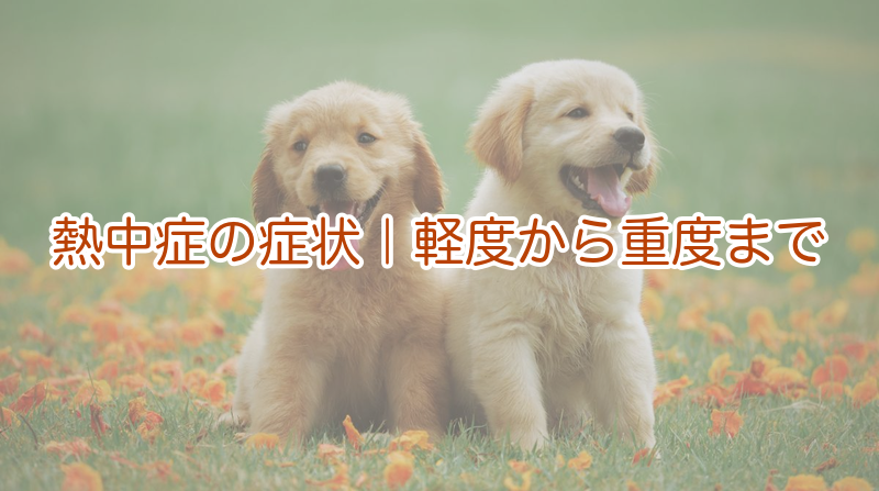 熱中症の症状｜軽度から重度まで