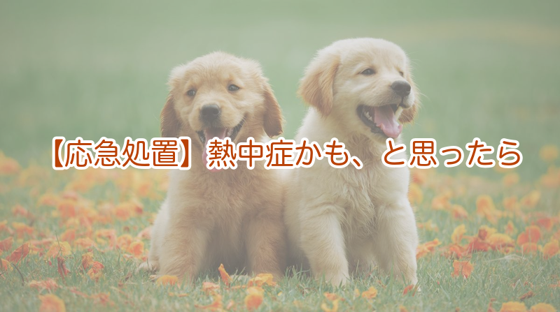 【応急処置】熱中症を疑ったときの手順